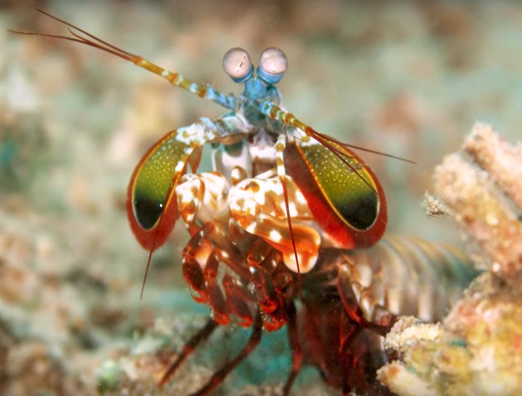 Fangschreckenkrebs 10000 Augen